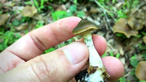 The Potential Medical Uses of Magic Mushroom Spores on Etsy